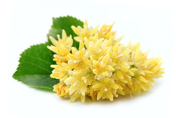 Linden flowers with leaves