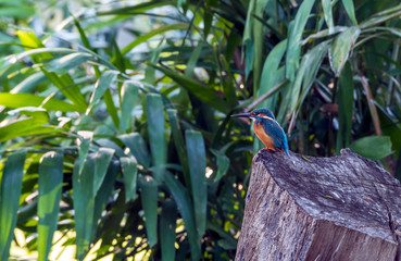 common kingfisher bird  on the tree branch green background