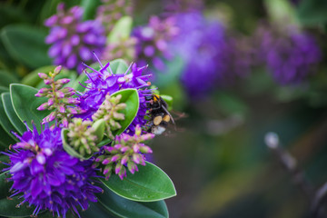 bee on flower