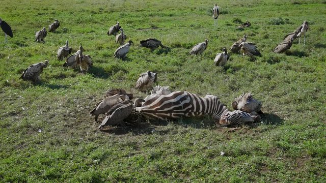 Flock Of Vultures Eating Carrion From Carcass Of Dead Zebra In Masai Mara Park