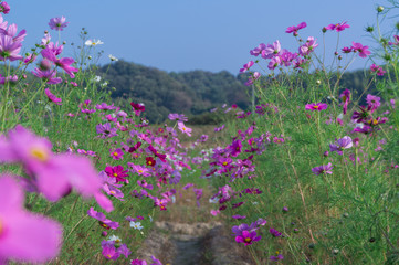 Obraz na płótnie Canvas Beautiful cosmos flowers in hotani cosmos village,osaka,japan.