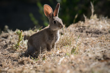 Joven conejo silvestre
