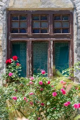 Fototapeta na wymiar rose flowers bush near old house window