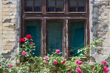 rose flowers bush near old house window