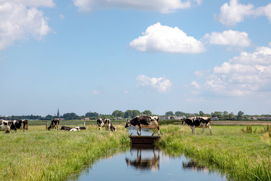 Cows Walking Over A Narrow Bridge Over A Creek, Reflection In The Water, In A Typical Landscape Of Holland, Flat Land And Water And On The Horizon A Blue Sky With Clouds .