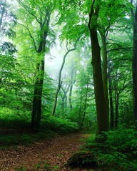 Obraz premium morning in the forest