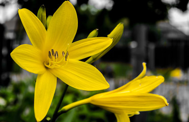 Fototapeta premium yellow lily flower