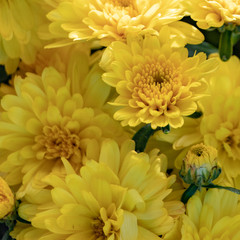 Yellow flower background