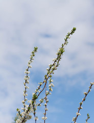 Floral spring easter apple blossom tree branch background. Blooming apple tree branches with blossom buds and flowers over blue sky. Romantic colorful spring flowers background in spring time season