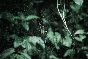 spider on web