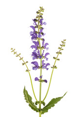 Meadow sage (Salvia pratensis) - obrazy, fototapety, plakaty