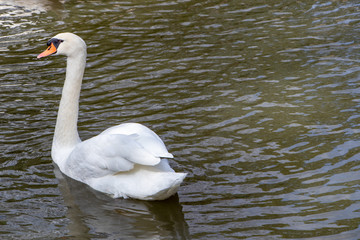 White bird on water