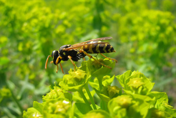 Wasp on Euphorbia flowers