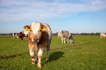 Cute cuddly calf walks forward in a meadow with other calves in the background and a blue sky and a faraway horizon.