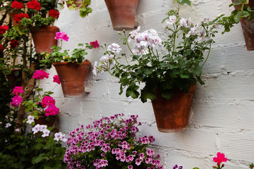 Flower decoration of patios in Cordoba, Andalusia, Spain - Patio Fest