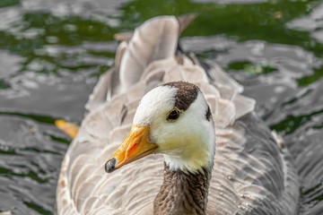 Bar-headed goose (Anser indicus). Wildlife animal.