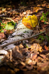 autumn leaves