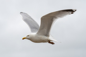 Fototapeta na wymiar European herring gull (Larus argentatus) in flight against sky background