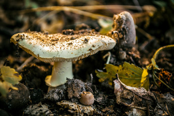 mushroom in forest