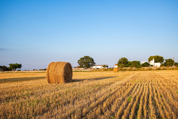Fototapeta premium Beautiful sunset over summer countryside. Apulia region, Italy