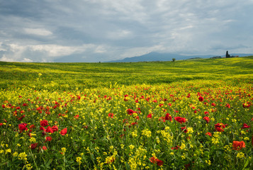 Poppies is a field in Tuscany, Italy