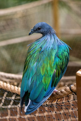 A Nicobar Pigeon, Caloenas nicobarica from Nicobar Island