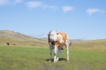Fototapeta na wymiar Beautiful young cow with a bell at the neck. Cattle on pasture