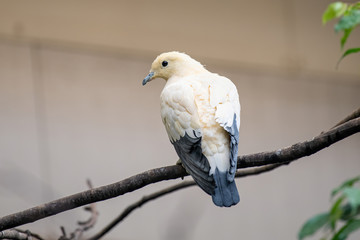 Pied Imperial Pigeon (Ducula bicolor) bird catch on the tree