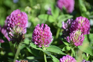 red clover