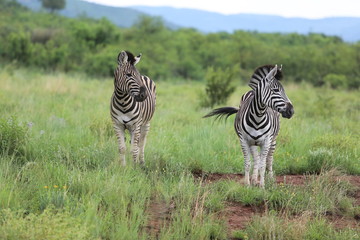 wilde Zebras 