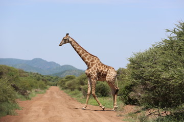 Giraffe in Südafrika