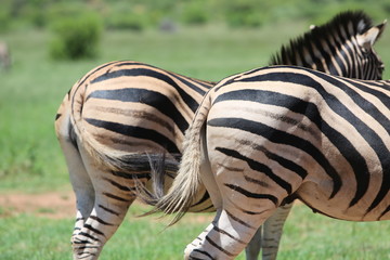 Zebras von hinten