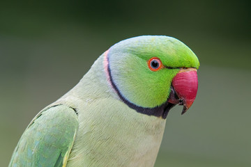 Closeup view of the green rose-ringed (Psittacula krameri) parakeet