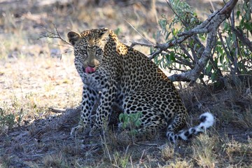 une panthère ou léopard assis dans la savane en Afrique du sud