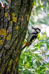 Close up Syrian woodpecker or Dendrocopos syriacus on tree next to its hole.