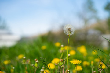Dandelion, flower of hope on the flower field