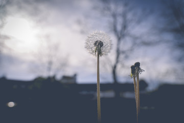 Dandelion, the flower of hope, placed on the grass in the dark
