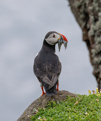 Atlantic Puffin (Fratercula arctica) at isle of May,Scotland