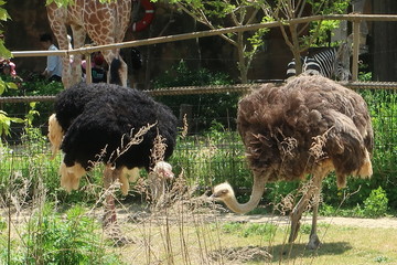 八木山動物園