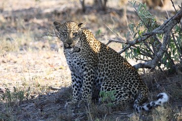 un epanthère ou léopard assis dans la savane en Afrique du sud