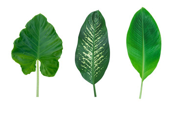 Set of  leaves isolated on white background for decor your project.