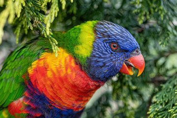 Close up of Multicolored Rainbow Lorikeet parrot Trichoglossus haematodus.