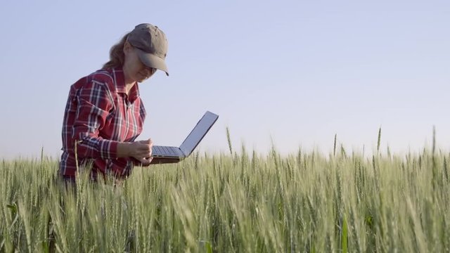 Girl farmer working in wheat field. Woman agronomist with laptop monitoring ears of wheat.