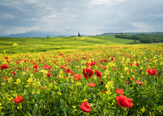 Poppies is a field in Tuscany, Italy