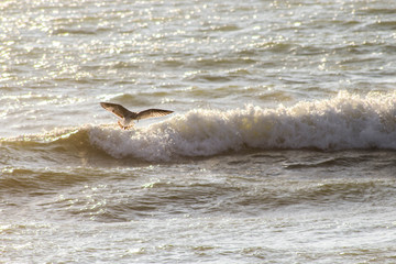 Obraz premium vague et mouette