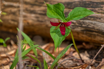 Red Trillium