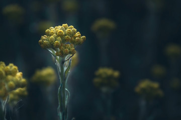 Yellow field flower. The dark time is on the meadow