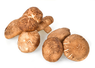 Shiitake Mushrooms on white background
