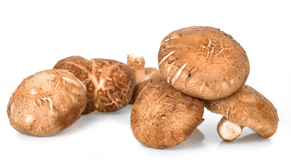 Shiitake Mushrooms on white background