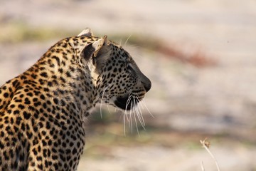 portrait d'une panthère ou léopard dans la savane en Afrique du Sud